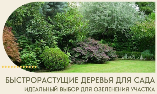 Быстрорастущие деревья для сада идеальный выбор в Севастополе