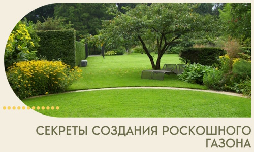 Секреты создания роскошного газона в Севастополе